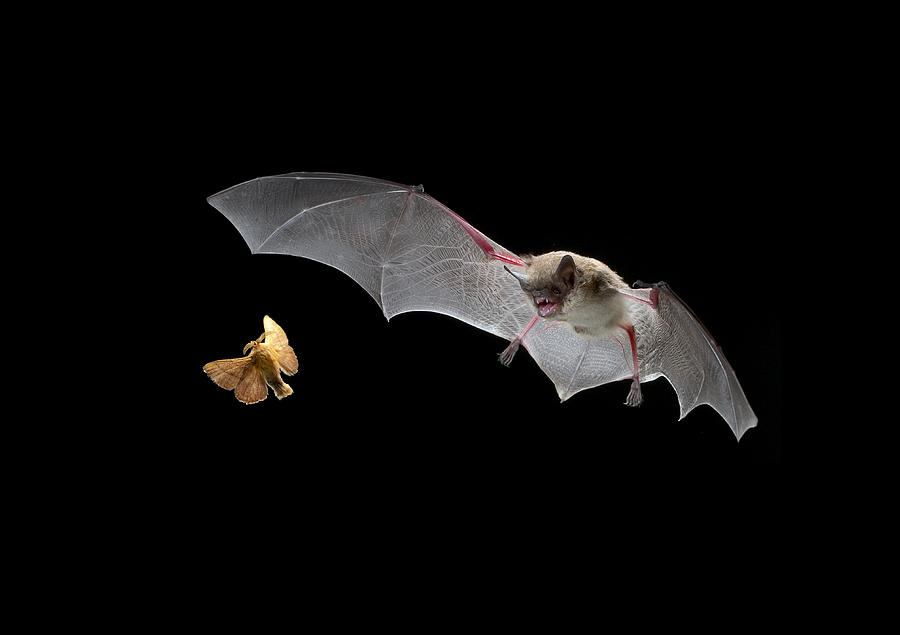 Bat after a moth