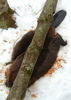 Dead beaver